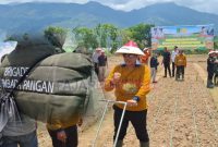 Bupati Azhari saat penanaman Kedelai