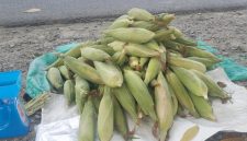 Jagung siap untuk dibakar di perayaan tahun baruu 2026