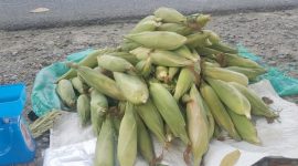 Jagung siap untuk dibakar di perayaan tahun baruu 2026