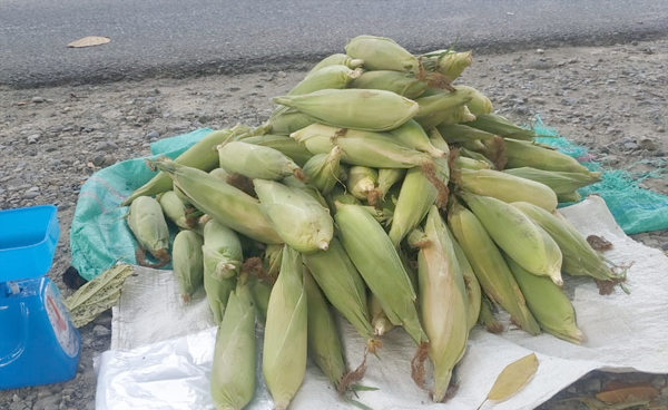Jagung siap untuk dibakar di perayaan tahun baruu 2026
