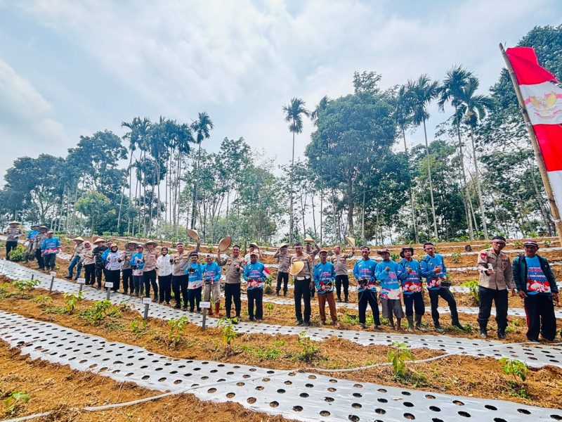 Penanaman Bawang Putih serentak dalam rangka mendukung Program Pemerintah terkait Swasembada Bawang Putih